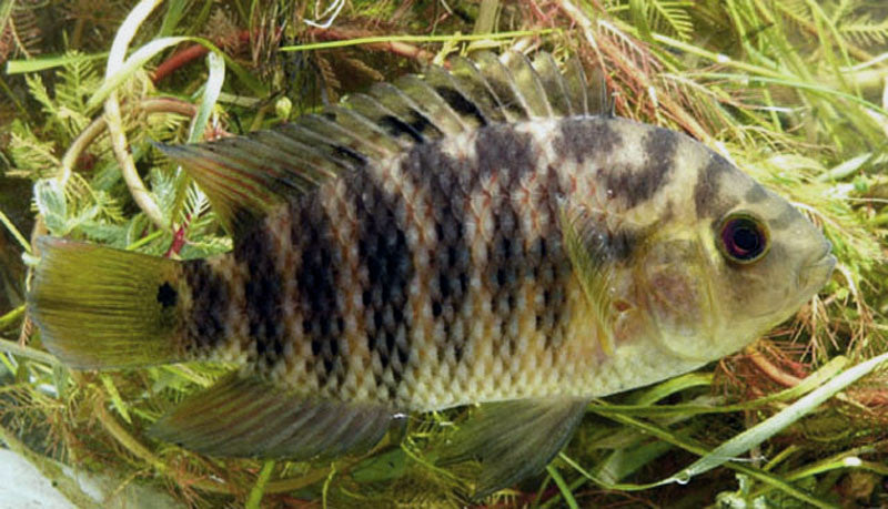Chameleon Cichlid "Australoheros facetus"