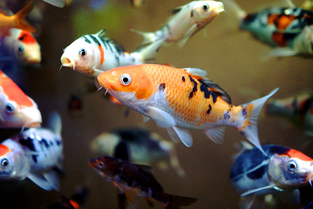 Koi