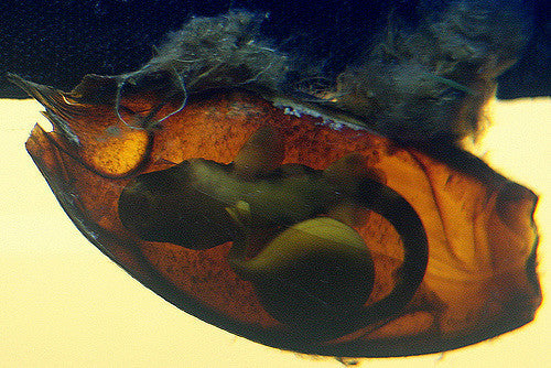 Bamboo Shark Egg "Chiloscyllium punctatum"