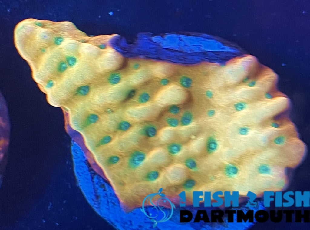 Beach Bum Montipora (163)