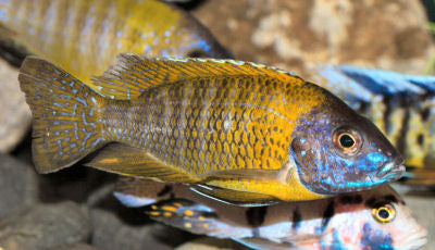 Maulana Bicolor Peacock