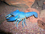 Crayfish