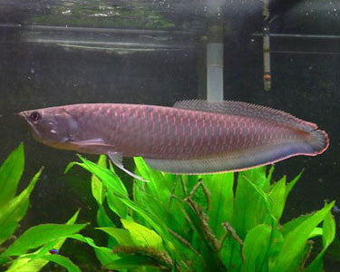 Black Arrowana "Osteoglossum ferreirai"