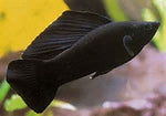 Molly Fish "Poecilia latipinna"