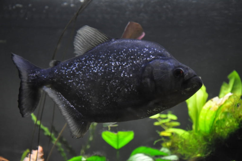 Black Piranha