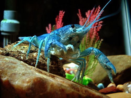 Crayfish