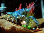 Crayfish