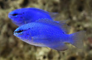 Blue Damsel ``Chrysiptera cyanea``