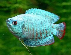Cobalt Dwarf Gourami
