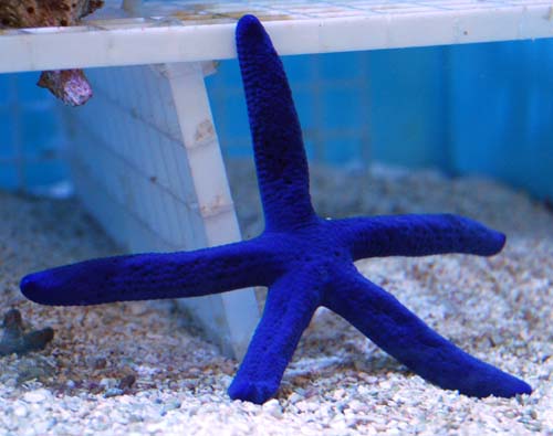 Blue Linkia Starfish