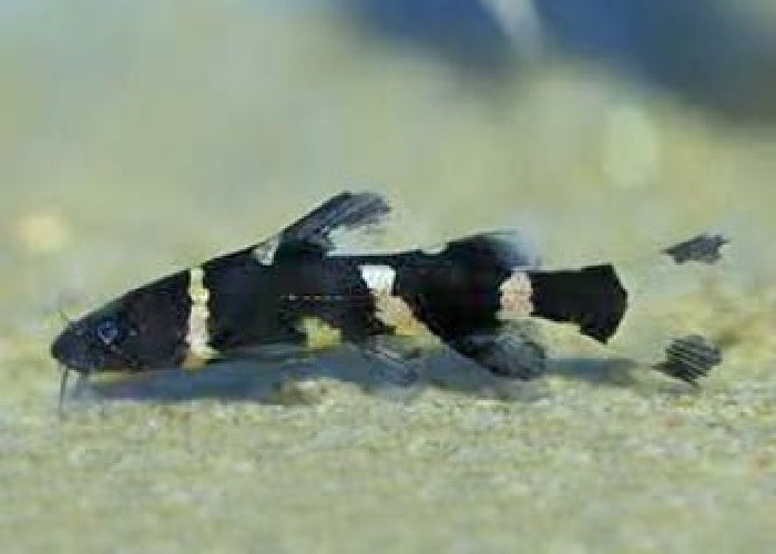 Bumblebee Catfish "Leiocassis siamensis"