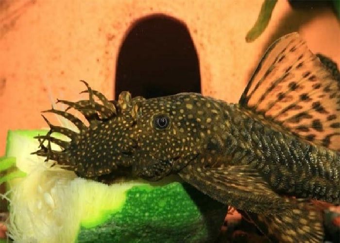 Bristlenose Pleco  "Ancistrus sp."
