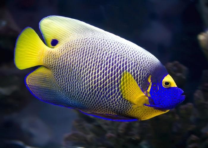 Blueface Angelfish "Pomacanthus xanthometopon"