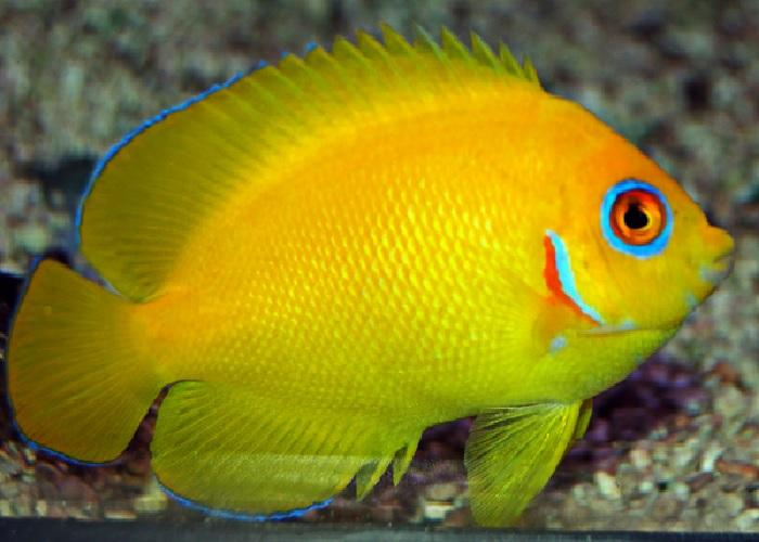 Lemonpeel Angelfish "Centropyge flavissima "