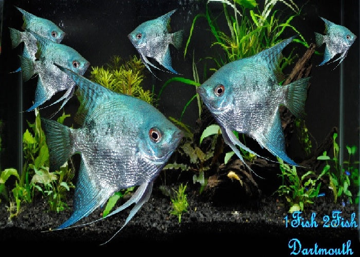 Blue Angelfish "Pterophyllum Scalare"