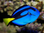 Blue Regal Tang  "Paracanthurus Hepatus"