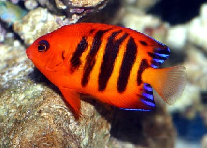 Flame Angelfish "Centropyge loriculus"