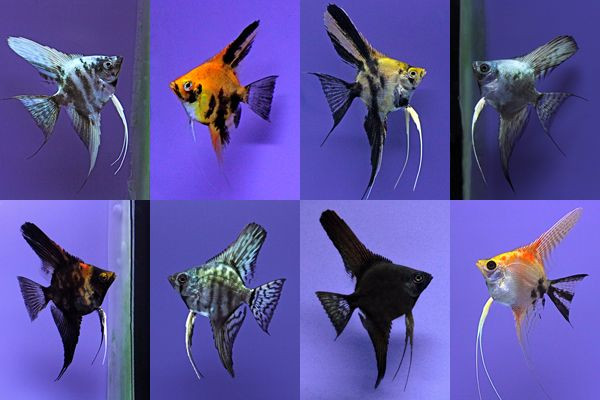 Assorted Angelfish " Pterophyllum scalare"