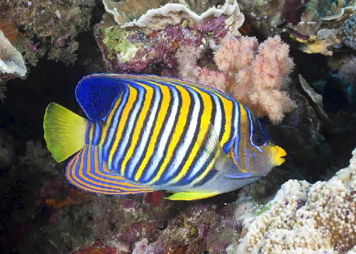 Regal Angelfish "Pygoplites diacanthus"