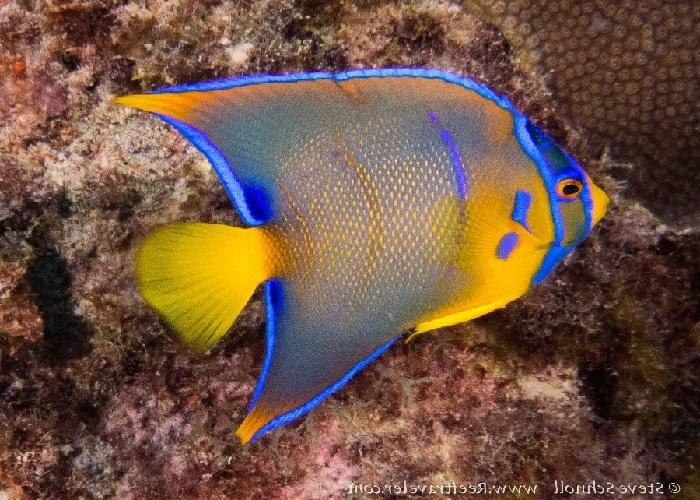 Queen Angelfish "Holacanthus ciliaris"
