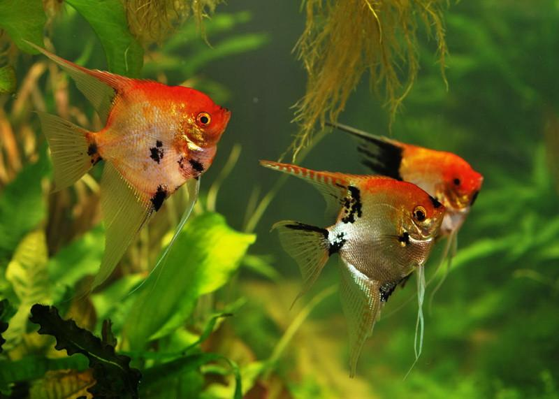 Koi Angelfish "Pterophyllum scalare"