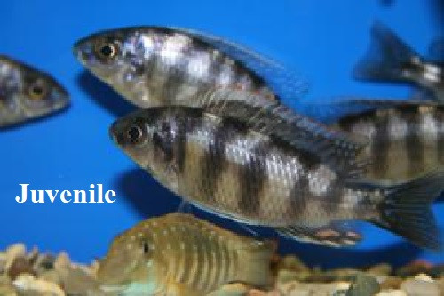 Taiwan Reef "Protomelas sp."