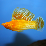 Molly Fish "Poecilia latipinna"