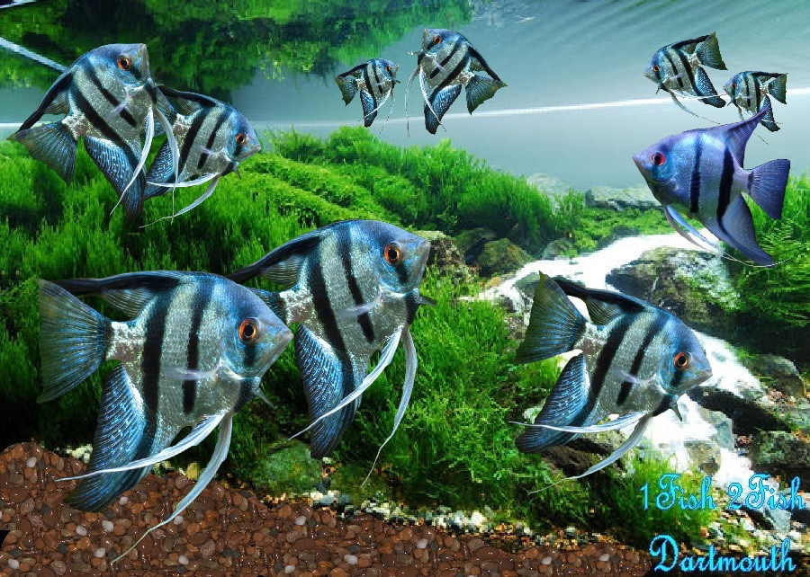 Blue Zebra Angelfish "Pterophyllum Scalare"