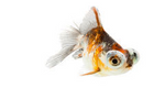 Calico Telescope-Eye Goldfish