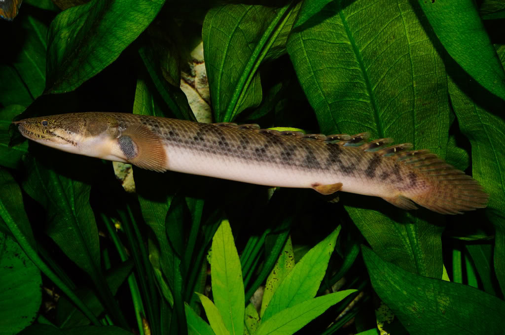 Bichirs "Polypterus species"