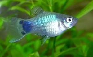 Platy Fish ''Xiphophorus maculatus''