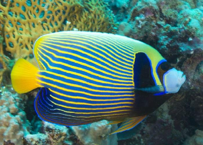 Emperor Angelfish "Pomacanthus imperator" - Adult