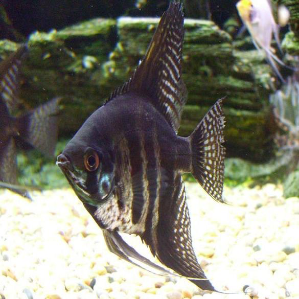 Zebra Lace Angelfish "Pterophyllum Scalare"