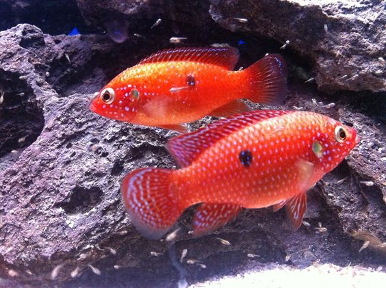 Jewel Cichlid - "Hemichromis bimaculatus"