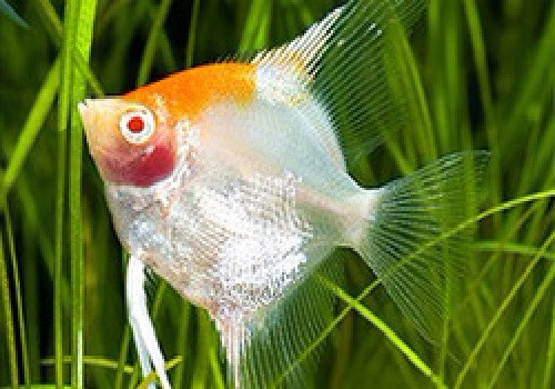 Golden Red Face Angelfish "Pterophyllum Scalare"