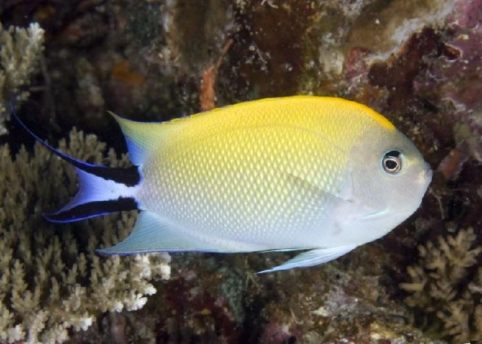 Japanese Swallowtail Angelfish "Genicanthus melanospilos"- Female