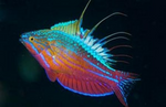 Blue Flasher Wrasse "Paracheilinus cyaneus"