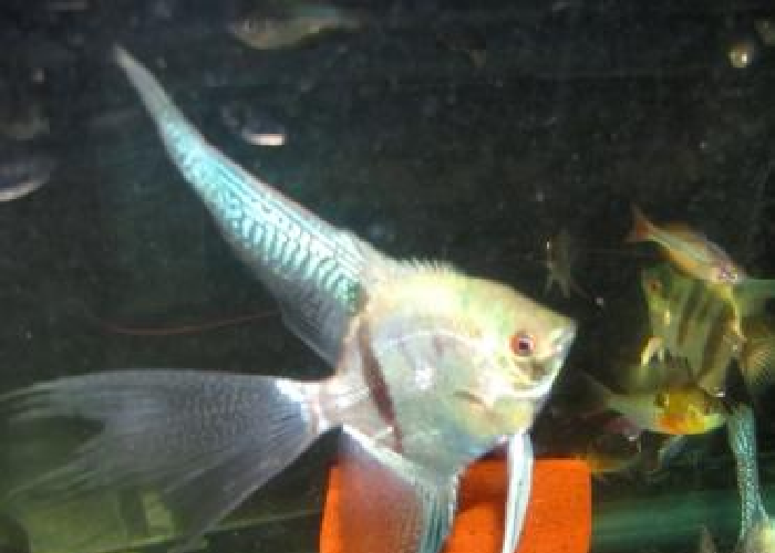 Blue Veil Angelfish "Pterophyllum Scalare"