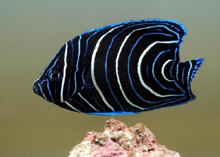 Koran Angelfish "Pomacanthus semicirculatus"- Juvenile