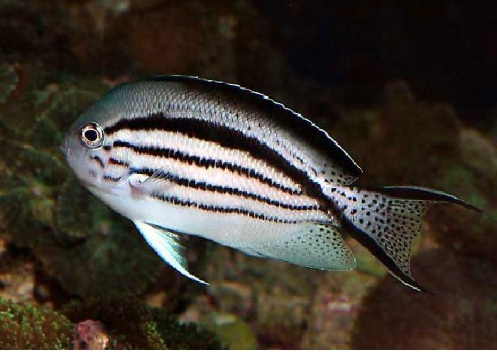 Lamarck Angelfish "Genicanthus lamarck"