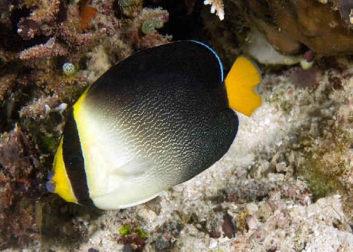 Singapore Angelfish "Chaetodontoplus mesoleucus"