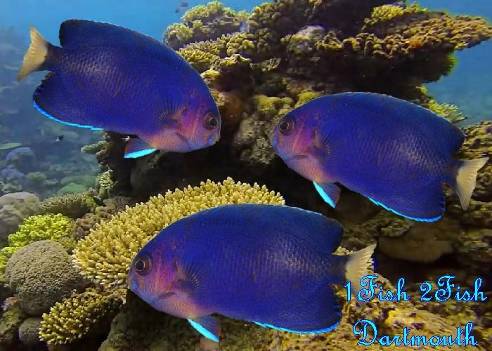 Yellowtail Pygmy Angelfish "Centropyge flavicauda"