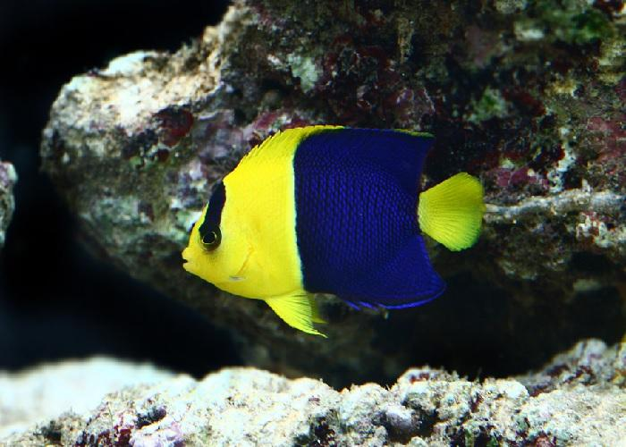 Bicolor Pygmy Angefish "Centropyge bicolor"