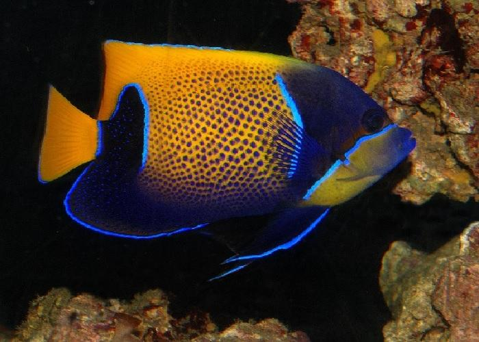 Majestic Blue Girdle Angelfish "Euxiphipops Navarchus"