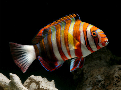 Harlequin Tuskfish "Choerodon fasciatus"