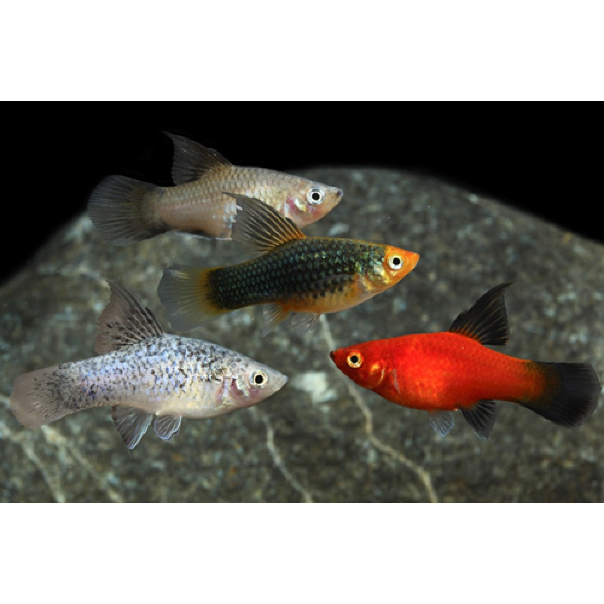 Platy Fish ''Xiphophorus maculatus''