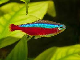 Cardinal Tetra "Paracheirodon axelordi"