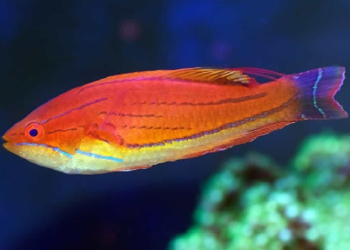 Carpenter's Flasher Wrasse "Paracheilinus carpenteri"