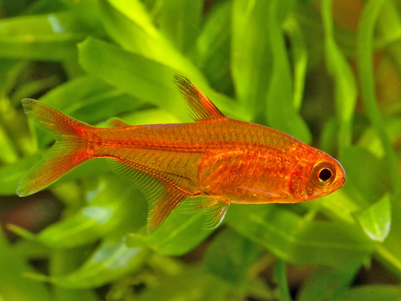 Ember Tetra "Hyphessobrycon amandae"