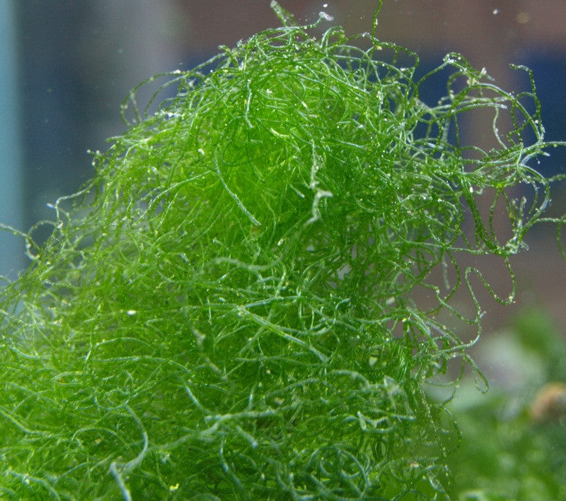 Chaetomorpha "Chaeto Ball" Algae "Chaetomorpha sp."